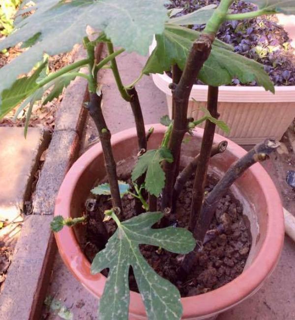 扦插月季花生根剂浸几小时,刚扦插的植物能浇柳树皮水吗