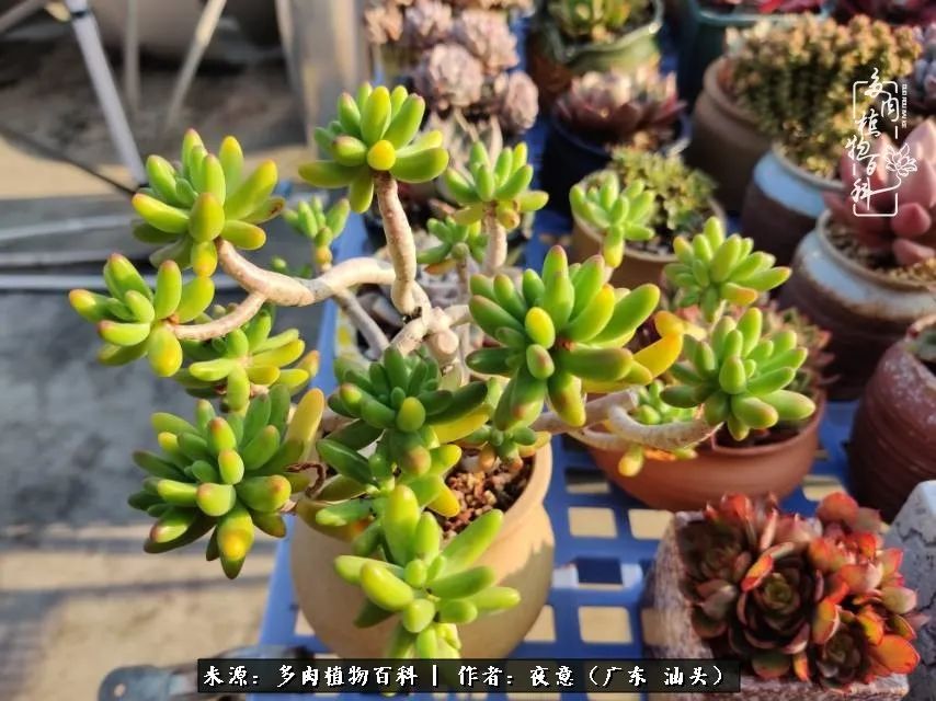 广东春天多肉图片大全,这个季节的多肉状态是最美的