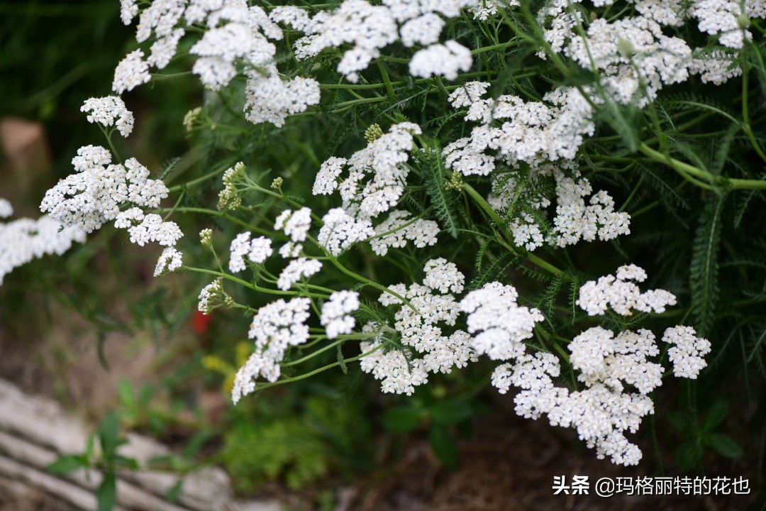 徒长花草怎样处理,徒长的树木怎么处理