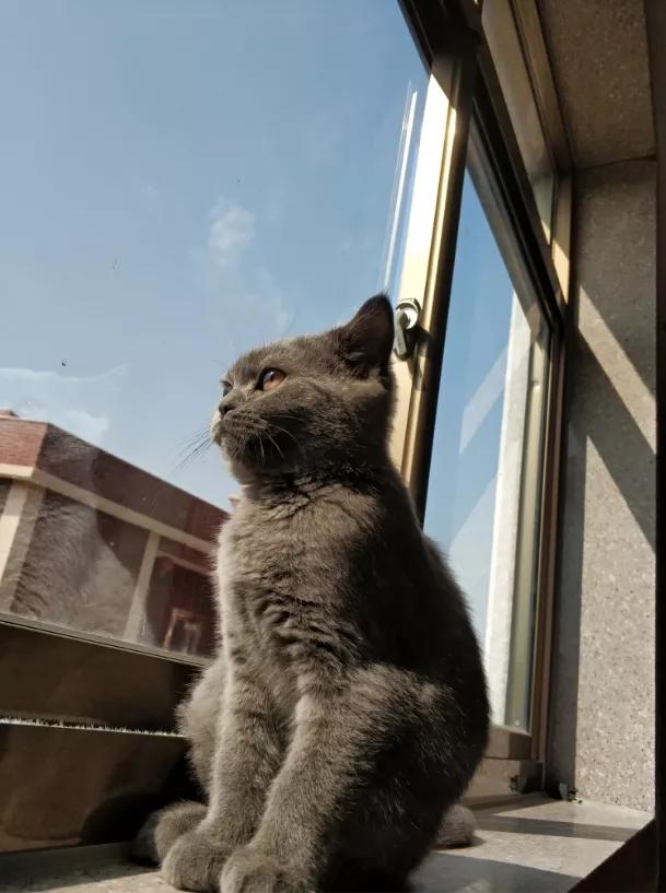 和宠物交流说什么,宠物谈恋爱怎么回事