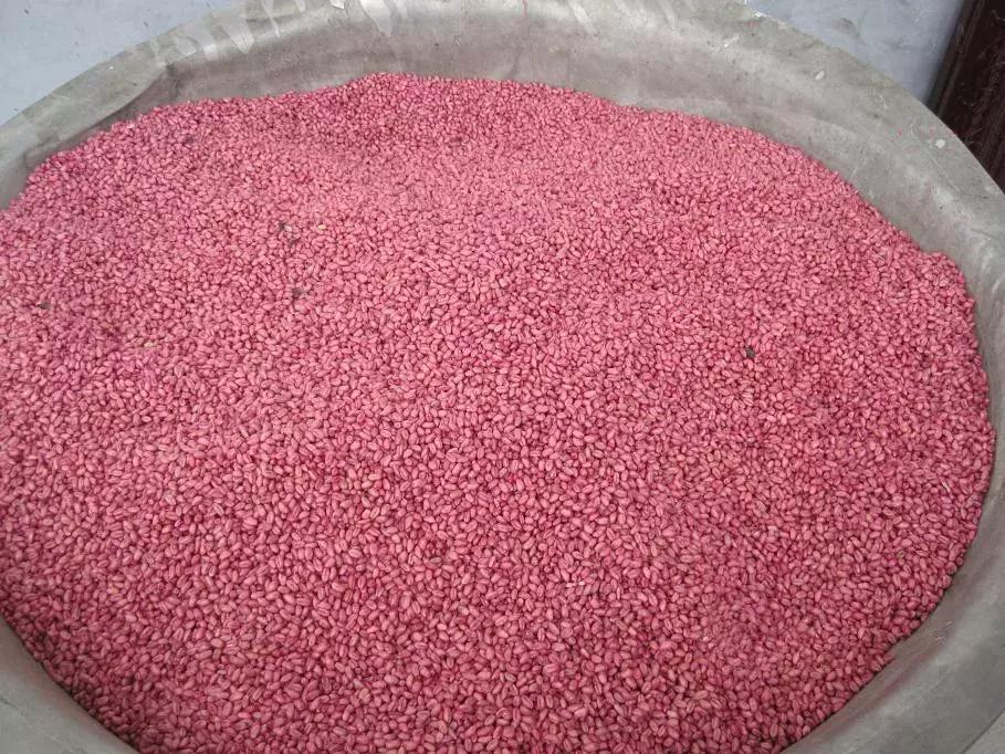 小麦播种过深发黄怎么办,小麦苗期发黄怎么补救最快