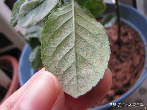 月季红蜘蛛紧急处理,月季红蜘蛛怎么预防