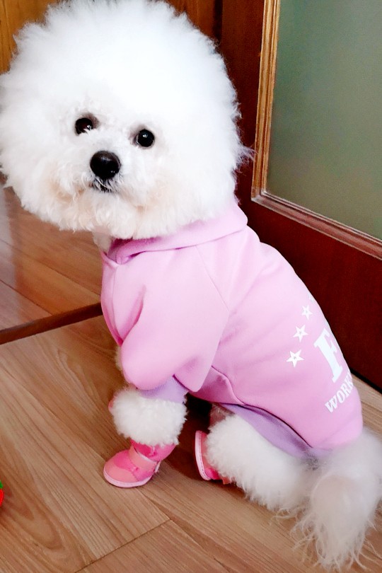 比熊犬怎么知道身上有虫子,怎么知道比熊狗有皮肤病