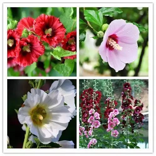 史上最全的花卉介绍，认识超过30种以上绝对是大神