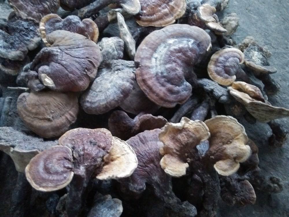 灵芝发霉有白色霉还能吃吗,发霉的灵芝的功效与作用