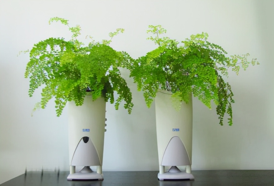 这五种盆栽太珍贵,除了蕨类还有哪些盆栽绿意盎然