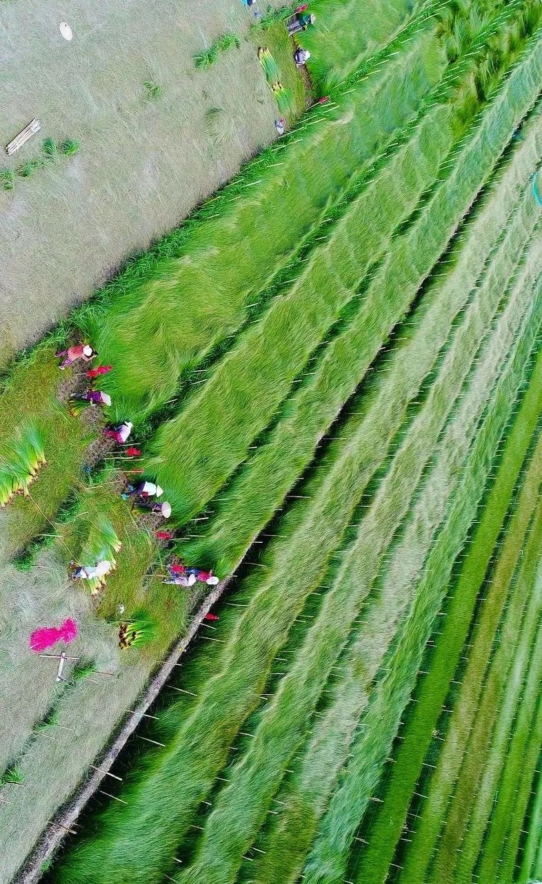 青白江不修地铁是真的吗,青白江不通地铁是地理原因吗