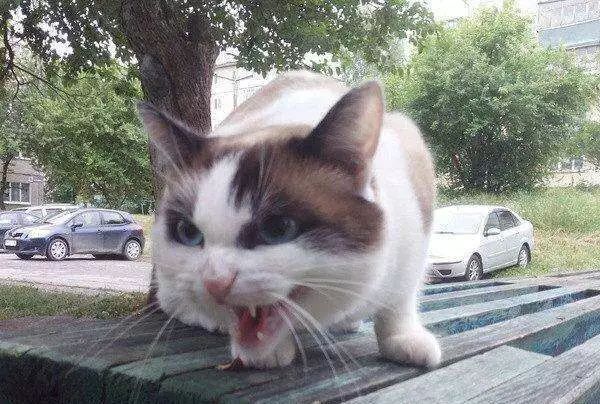 猫咪最不可以碰的地方是哪里,猫咪最不能碰的几个地方