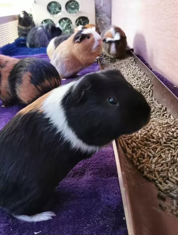 一群母豚鼠混入一只公豚鼠后：生几十只鼠崽，铲屎官年入几十万