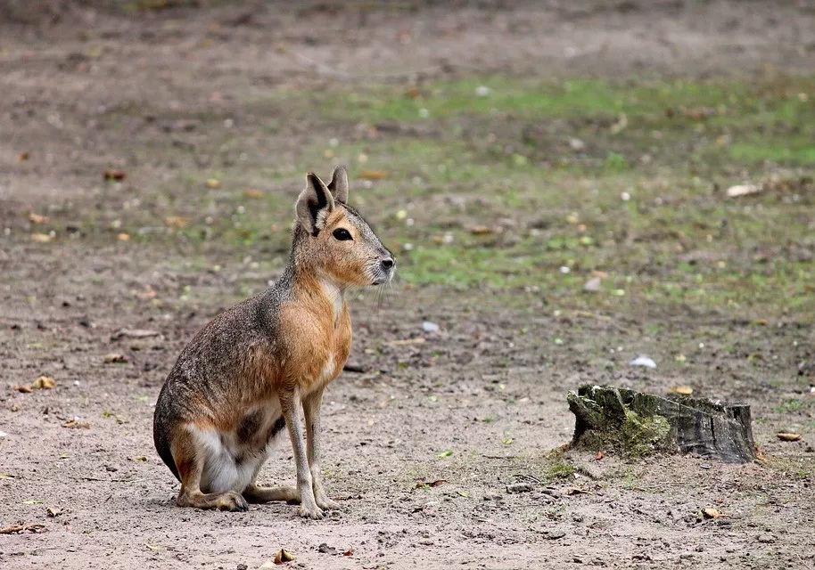 自然界中一夫一妻制的动物,世界上最忠诚一夫一妻制的动物