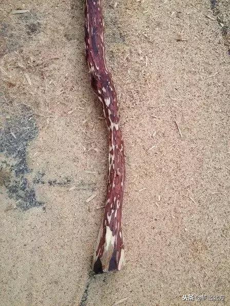 老料印度小叶紫檀佛珠手串,印度小叶紫檀佛珠制作流程