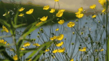 谁在*光春**里，候我釆花归