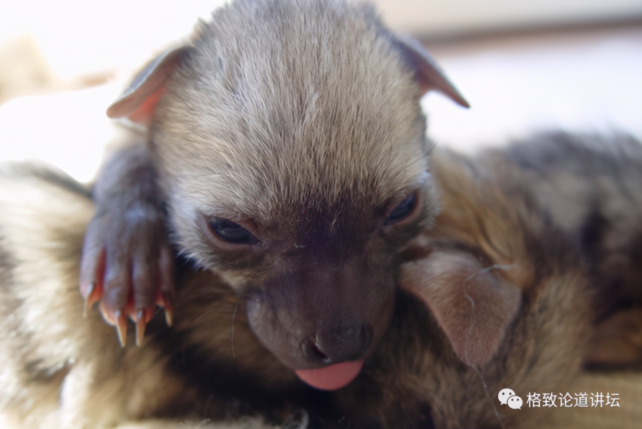 被称为“非洲最强挖掘机”的它，挖洞速度比6个人还快