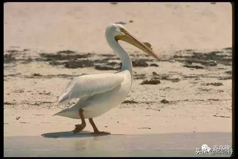 各国国鸟国宝有哪些,各国国鸟大小排名