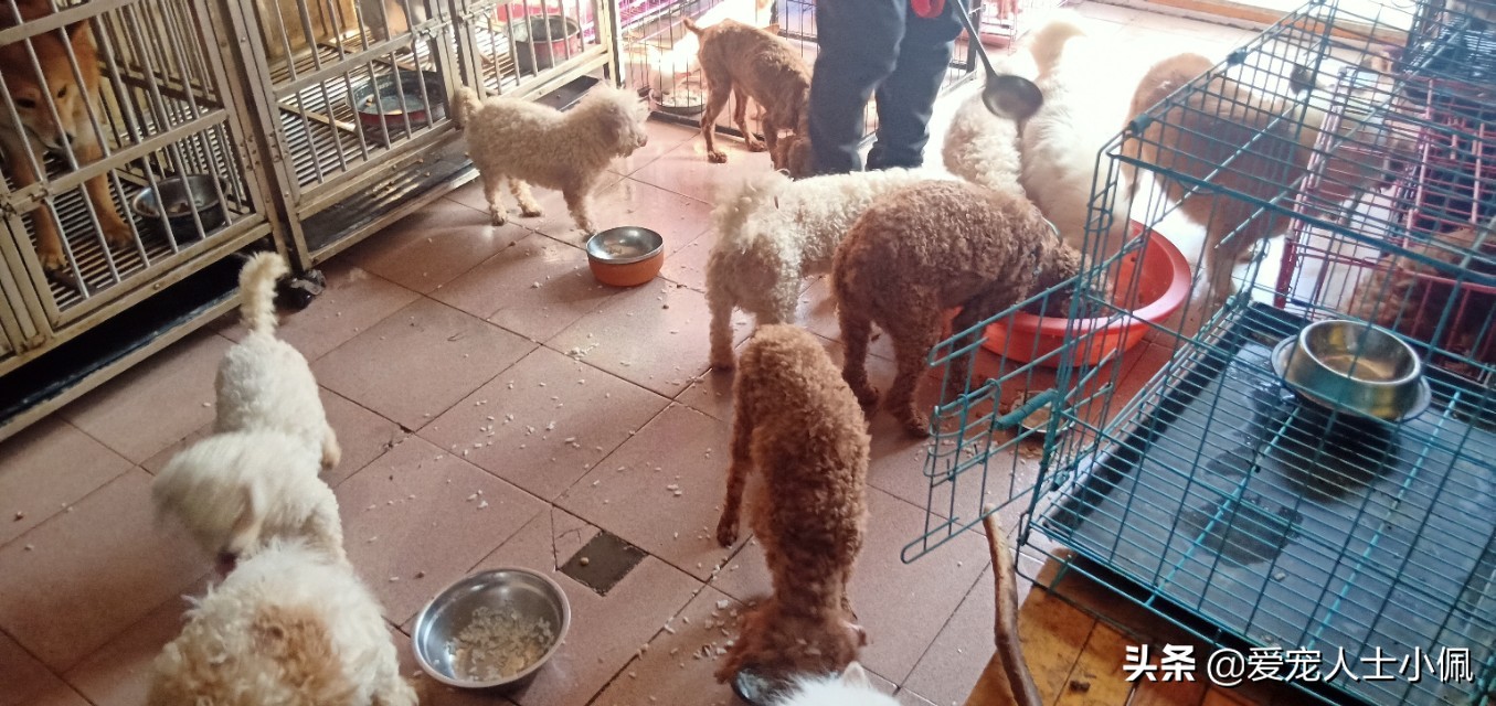 遇到流浪狗狗怎么办,遇到流浪狗有心无力