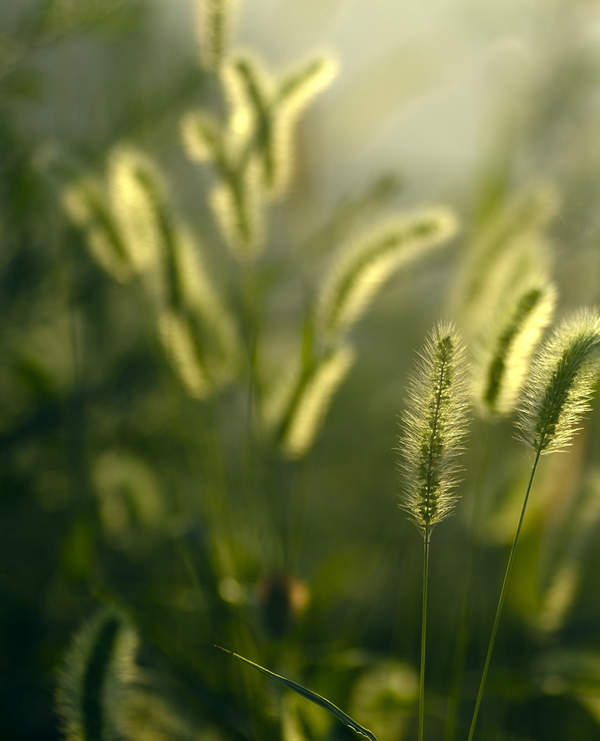 坚强的姥姥知乎,坚强的外婆作文