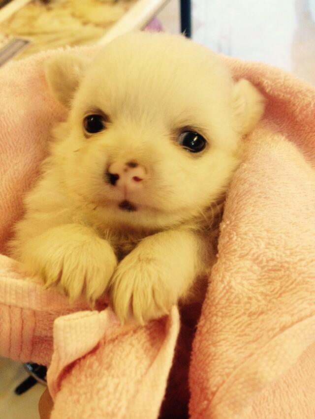 母狗把刚生的宝宝咬伤了要紧吗,母狗为什么会咬死幼崽