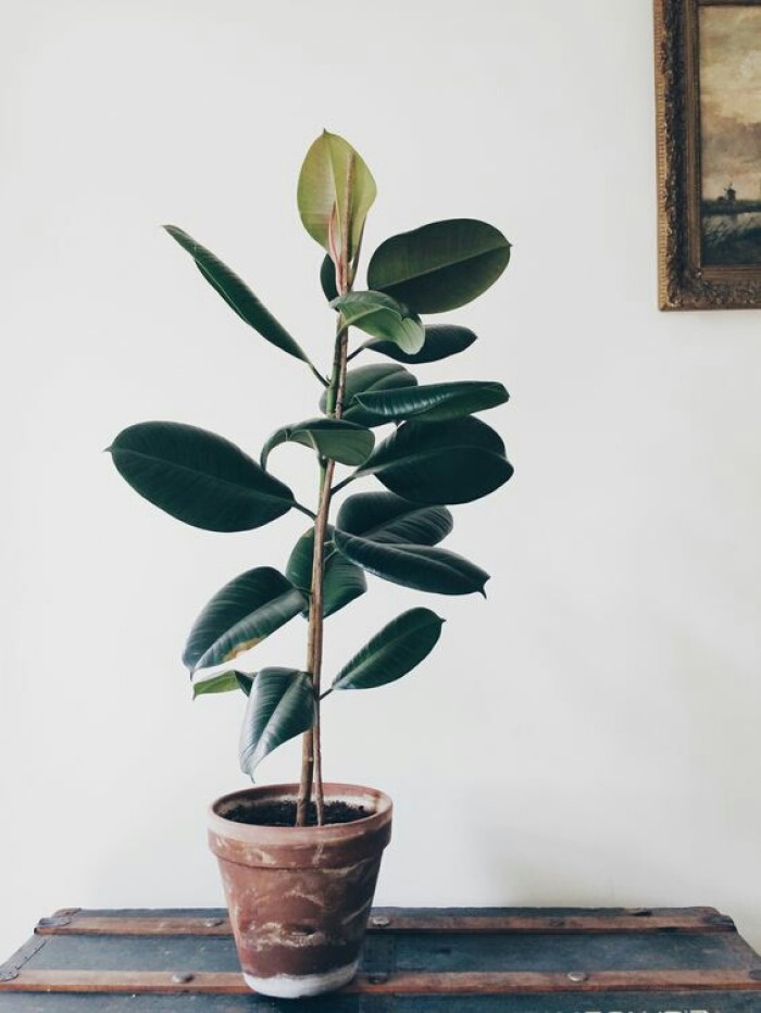 净化空气而且对身体好的花,净化空气对人身体有益的花