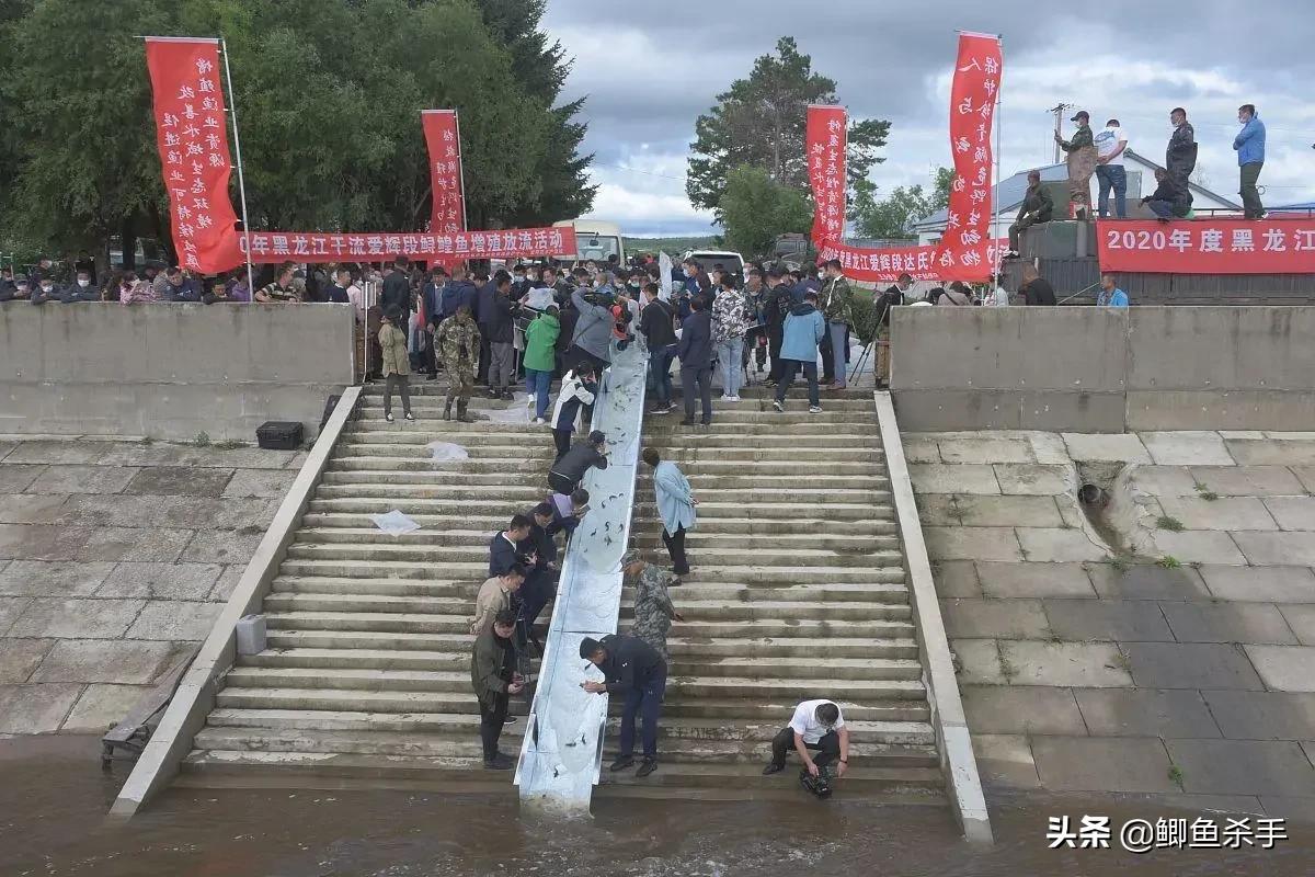 达氏鳇野外灭绝,黑龙江达氏鳇灭绝了吗