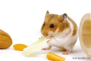 西施熊感冒症状,西施熊病毒介绍