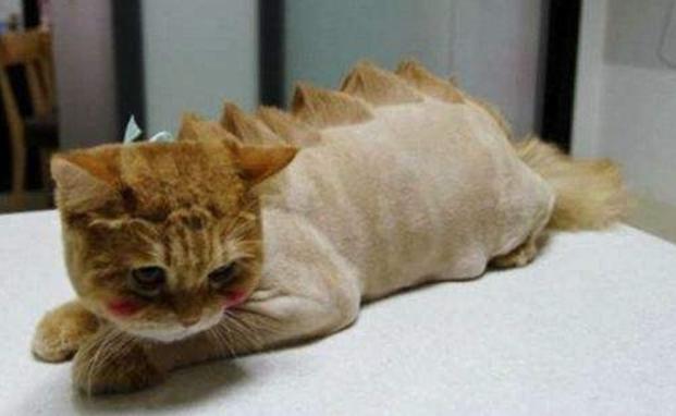 猫咪清凉一夏剃毛视频,夏季猫咪养护方法有哪些