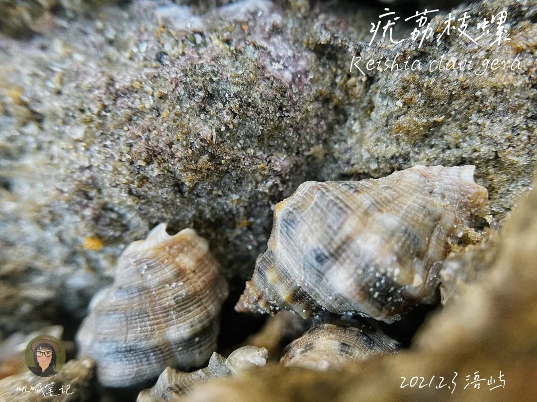 鼓浪屿赶海抓虫,鼓浪屿赶海佛手螺