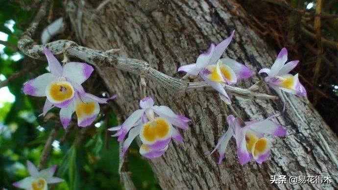 条状石斛和钉状石斛的区别,翅梗石斛与黑毛石斛的区别