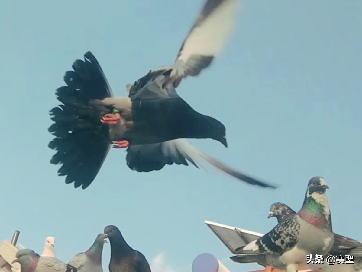 克拉克詹森简介,詹森克拉克