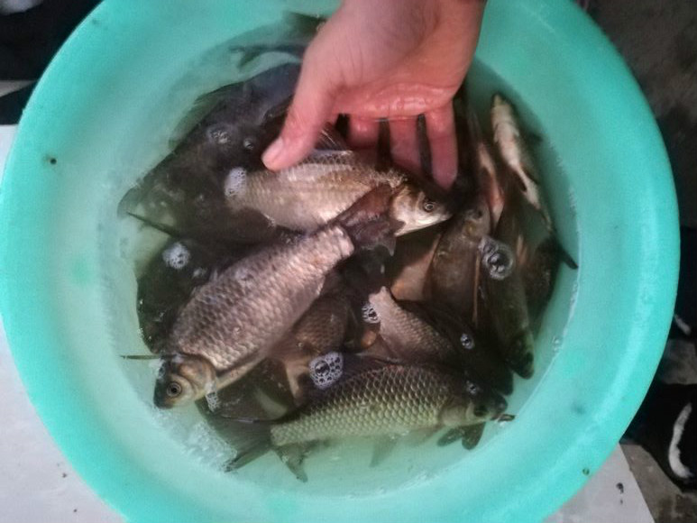 所有钓友都没口,一天能钓几十斤鲫鱼的窝料分享