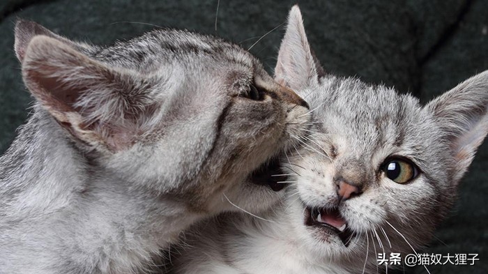 猫猫和狗狗会打架吗,猫猫打架打的哇哇叫没事吧