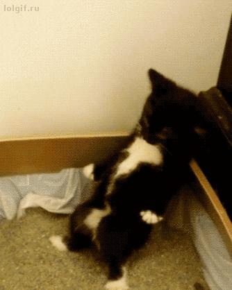 怎样治猫咪乱尿小妙招,解决猫咪乱尿的十个步骤