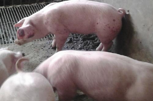 春季口蹄疫高发,羊口蹄疫必须春季打吗