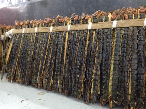 蜈蚣养殖方法和注意什么,蜈蚣怎么养