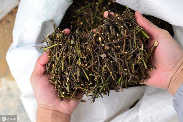 小儿七星茶用药比例,小儿七星茶口服药