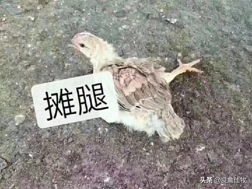 鸡子瘫痪怎么治疗,小鸡得了滑液囊支原体会死吗