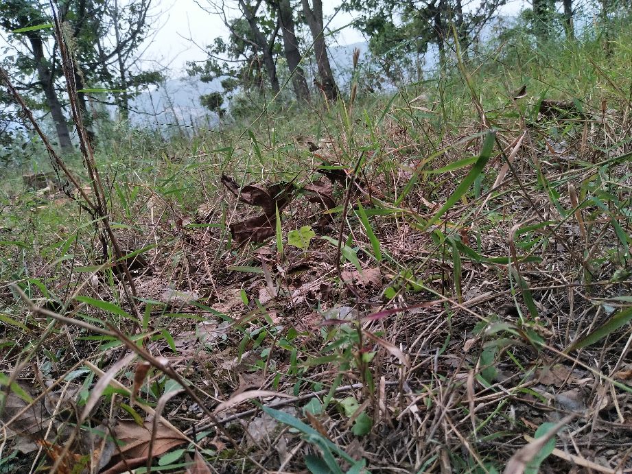 南坡村最近发生的事,南坡事件是怎么回事