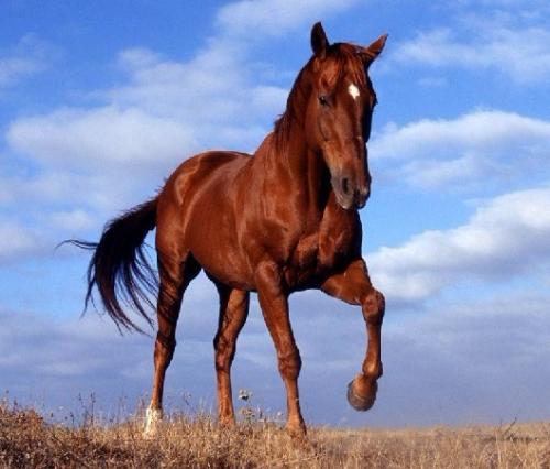 骏马奔腾声势浩荡,飞黄腾达的骏马