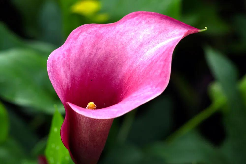 马蹄莲品种及图片欣赏大全,马蹄莲有几种品种图片