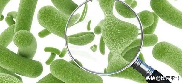 植物乳杆菌可以做发酵料吗,混合型植物乳杆菌