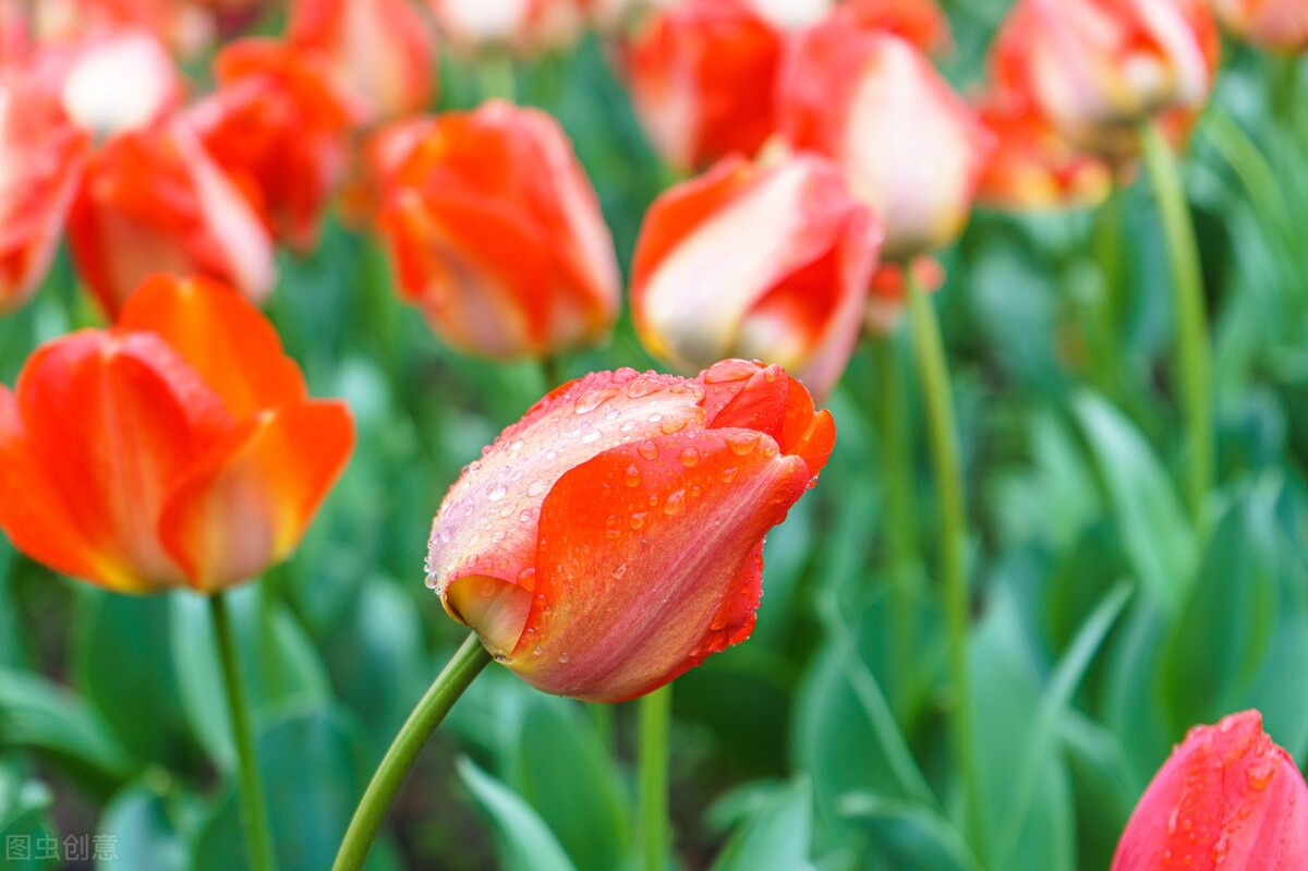 郁金香花语永恒的爱解读,郁金香生日祝福