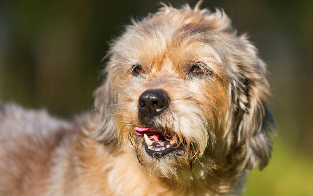 狗狗该咋养新手必看养狗知识点,新手养狗怎么教狗狗上厕所