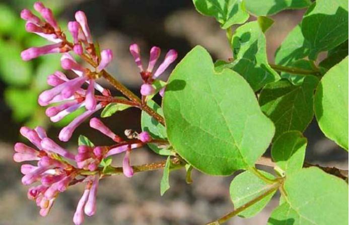 城市里的明珠图片大全,细叶雪茄花