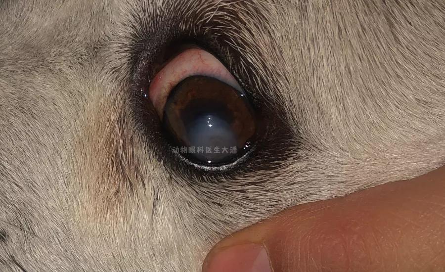 狗狗眼睛穿孔是什么样子,狗狗眼睛穿孔和溃疡是什么情况