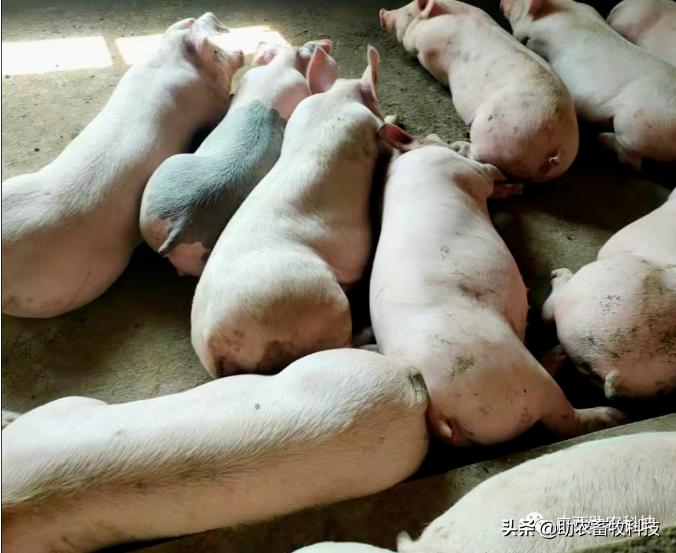 消灭非瘟最好方法,怎么预防非瘟最有效