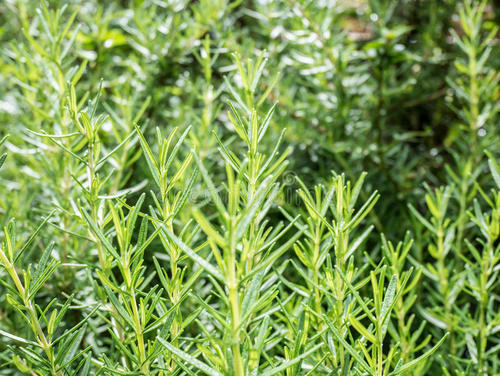 30岁长痘的原因,30岁脸上反复长痘去医院看什么科