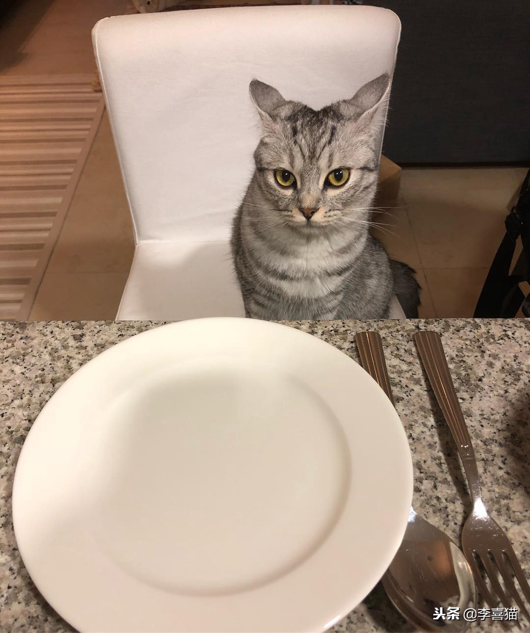 猫咪拉稀不吃饭没精神拒食,猫咪拒食