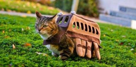 长途开车带猫咪回老家?这3个安全问题,你确定不来学习下?