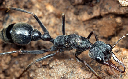 蚂蚁篇完整版解说,蚂蚁窝世界之最