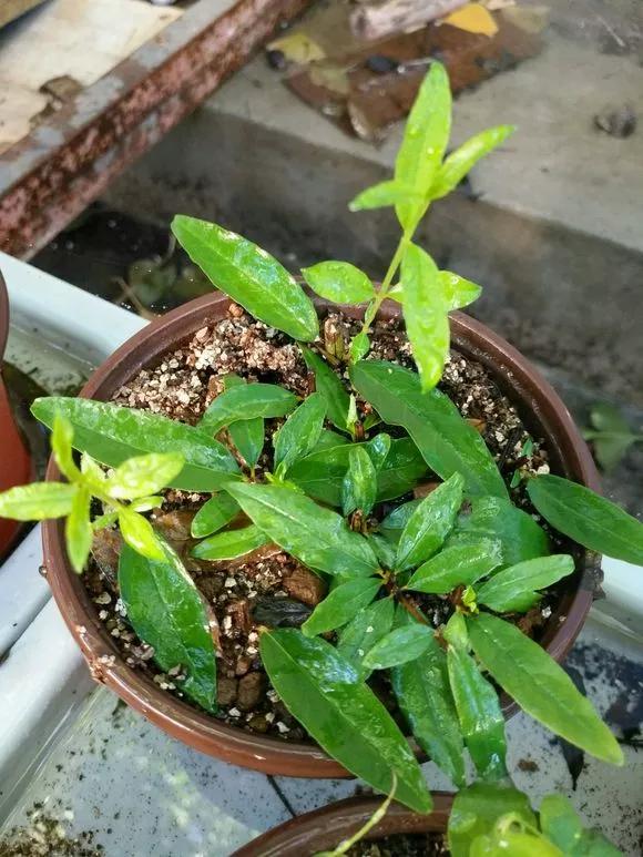 一根枝条插土里怎么生根,下山老桩扦插生根最快方法