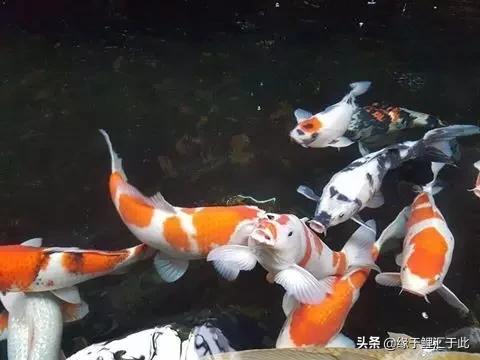 治疗锦鲤鱼病鱼药大全,锦鲤疑难杂症的治疗